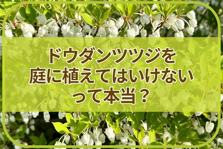 ドウダンツツジを庭に植えてはいけないといわれるのはなぜ？